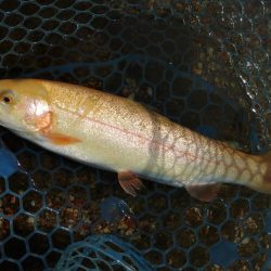 フィッシングパーク髙島の泉で数釣り